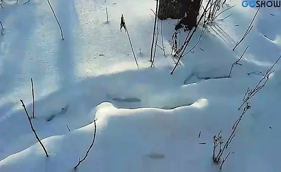 Totally Wild Girl Performs Blowjob and Swallows in Frosty Weather